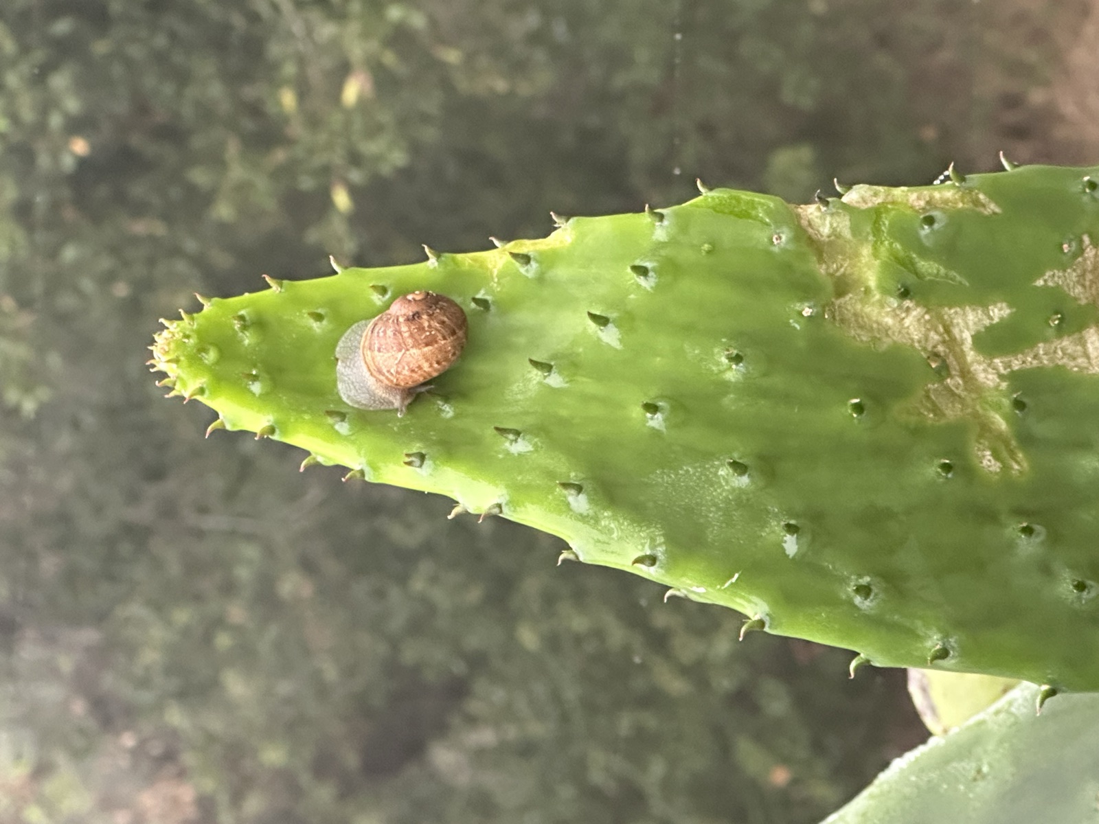 Cactus Crossing