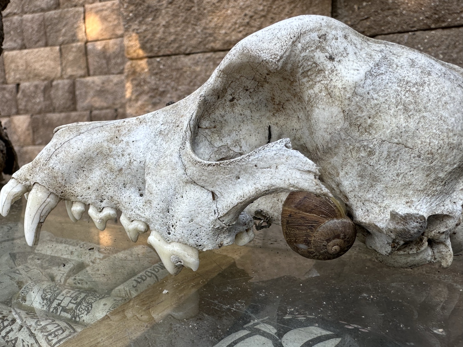 Shell on a Skull