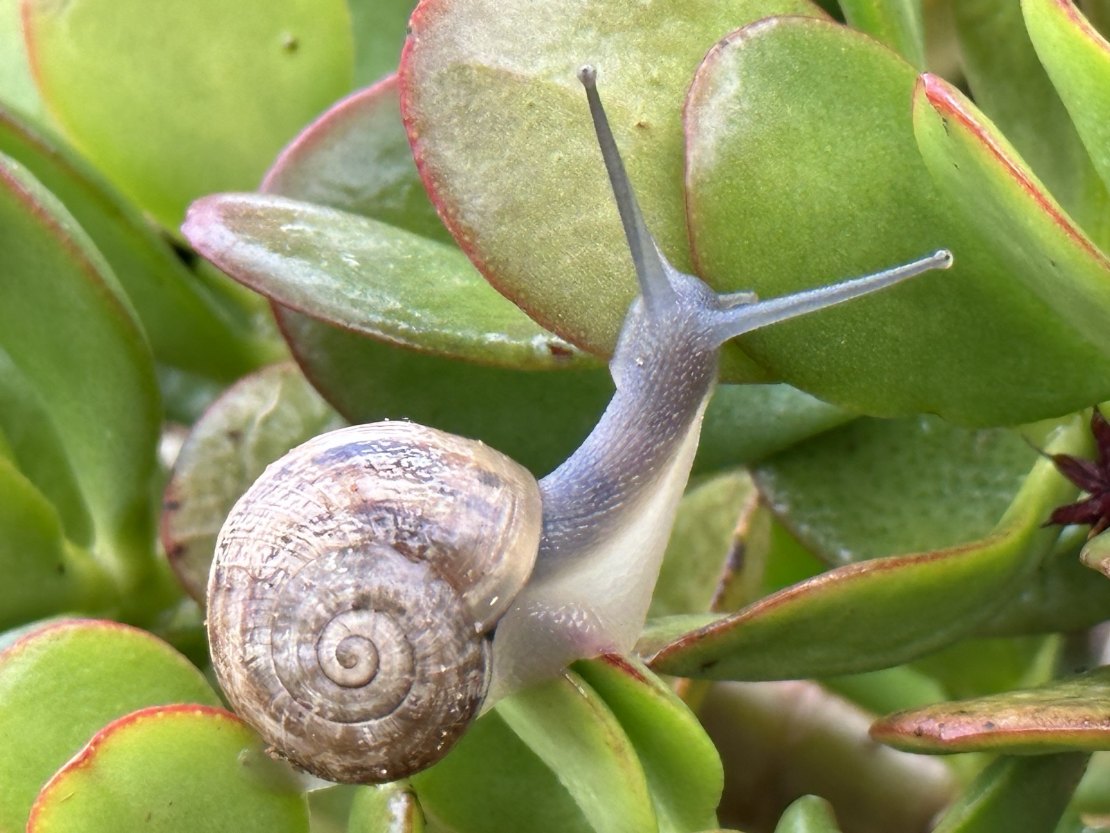 Climbing the Jade
