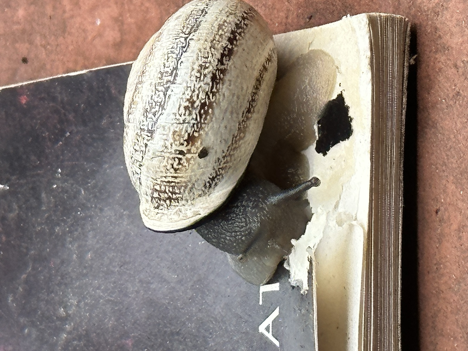 Reader