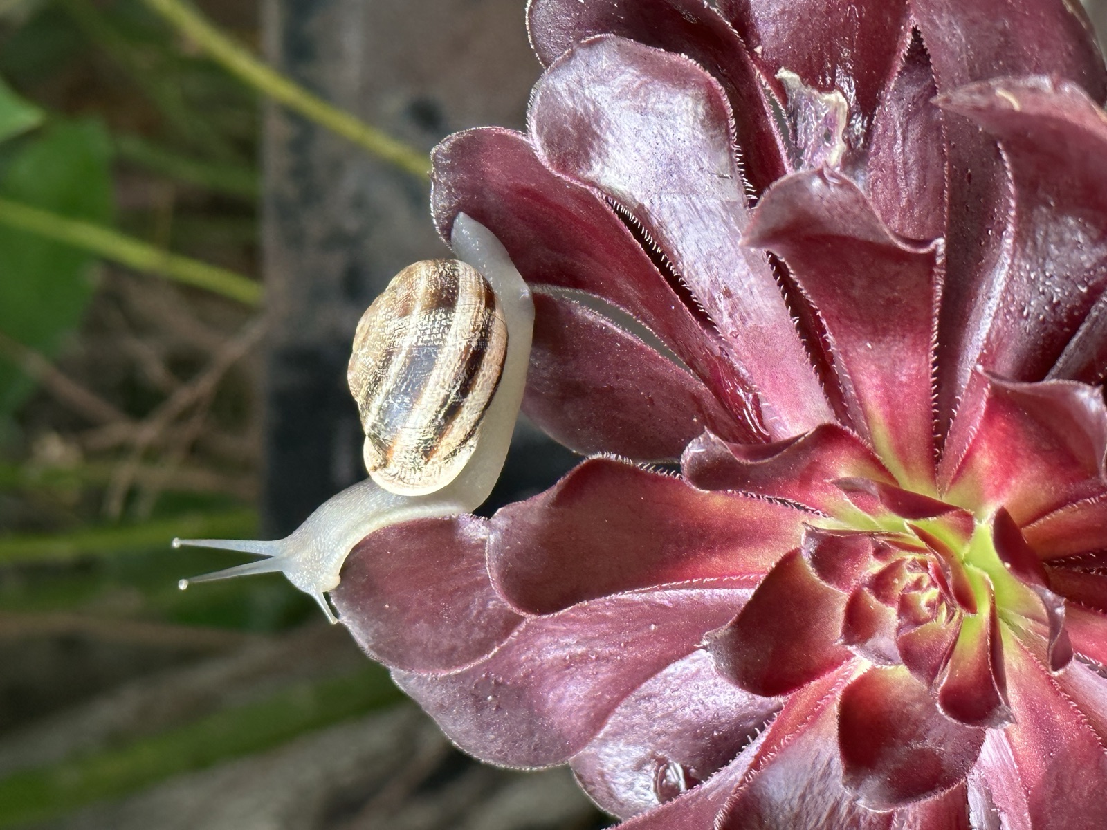 On a Red Succulent