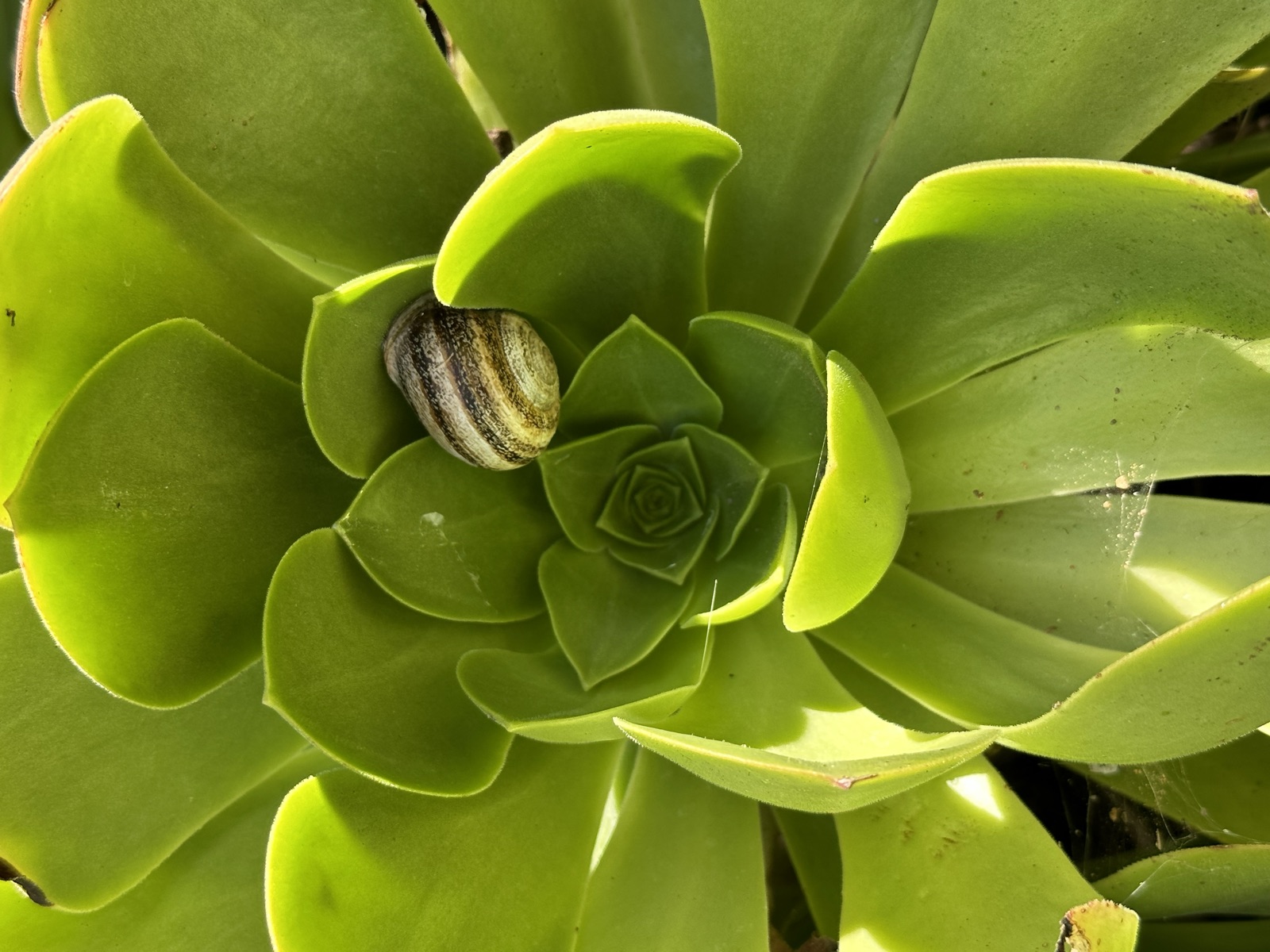 Nested in the Rosette